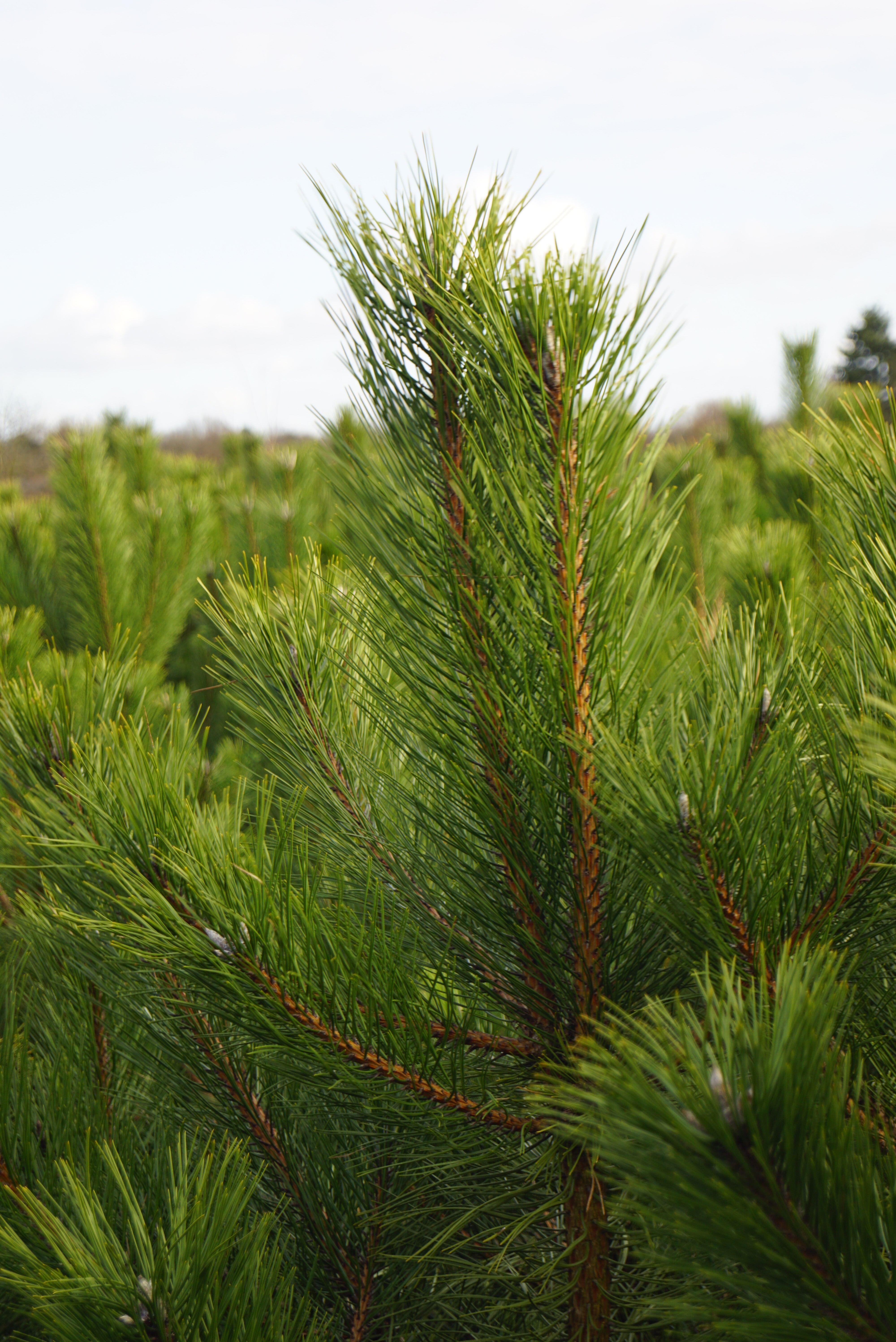 Pinus nigra nigra (1)-1